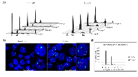 Figure 6:  14-3-3γ-overexpressing tetraploid cells perpetuate over time. 