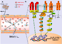 Figure 1: ERBB signaling in circulating tumor cells. 