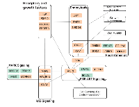 Figure 6:  Overlap of enriched pathways from MT vs.  NE differential expression. 