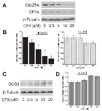 Figure 1: CPX neither upregulates CK1α, nor downregulates DUB3 expression.  
