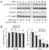 Figure 2:  GSK3β is not involved in CPX-induced Cdc25A degradation.  