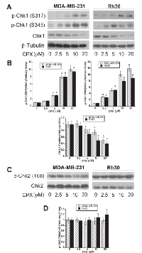 Figure  3:  CPX  induces  activation  of  Chk1,  but  not  Chk2.  