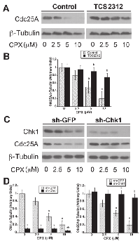 Figure 4:  CPX-induced activation of Chk1 links to  downregulation  of  Cdc25A.  