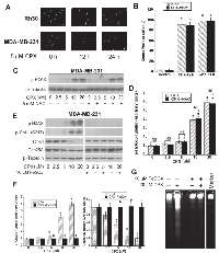 Figure 6:  CPX causes DNA damage, which is not related to ROS induction, but due to iron chelation.  