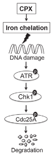 Figure 7:  A model of CPX-induced Cdc25A degradation. 