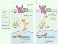 Figure 1: A simplified model of the mammalian Hh pathway. 