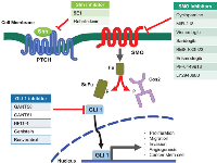 Figure 2:  Molecular sites targeted by Hh signaling pathway inhibitors. 