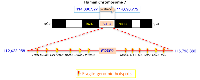 Figure 1: DNA. 