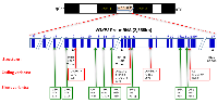 Figure 2:  RNA. 