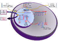 Figure 6:  A putative FOXP2-dependent pro-oncogenic/tumor suppressor regulatory network. 