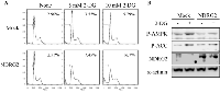 Fig 3:  NDRG2 overexpression increases 2-DG-induced apoptosis. 