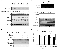 Fig 5:  LKB1 is required for the inhibition of AMPK signaling by NDRG2. 