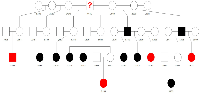 Figure  3: Pedigree  for  founder  414C  taken  from  the  rhesus  colony  breeding  records. 