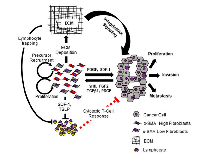 Figure 1: Schematic representation of the origin and role of the desmoplastic reaction in PDAC progression. 