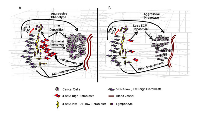 Figure 2:  Model of CAF heterogeneity in PDAC. 