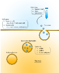 Figure 1: Exosome production and detection. 