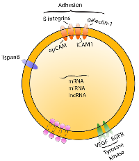 Figure 2: Tumor-derived exosome. 