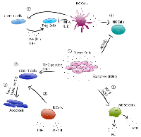 Figure 3:  Exosome-mediated immune regulation. 