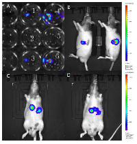 Figure 1: Light emission from luciferase transfected Suit-2007 cells. 