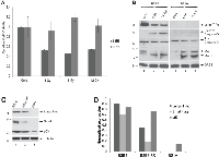 Figure 1: Effect of radiation on apoptosis and autophagy. 