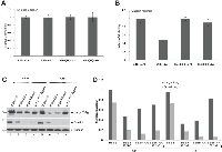 Figure 2:  BSB8-RR cells show resistance to secondary radiation. 