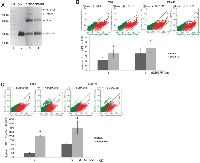 Figure 4:  DNA repair properties of BSB8 and BSB8-RR cells. 