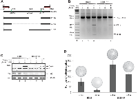 Figure 5:  BSB8-RR cells do not require expression of viral tumor antigens for the maintenance of transformed  phenotype. 