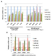 Figure 3:  RT-qPCR analysis of selected genes from the MTcoR panel for repression by MYC and Tip60 knockdown. 