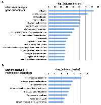 Figure 4: Gene ontology analysis and mammalian phenotype analysis for the MTcoR panel of genes. 