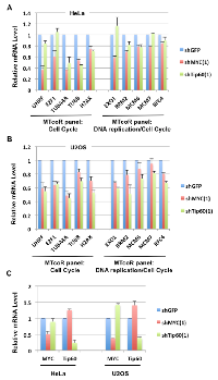 Figure 5:  Examination of effects of shMYC or shTip60 on expression of selected MTcoR panel genes in HeLa and  U2OS cells. 