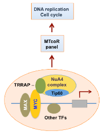 Figure 6:  A model for the function of the MYC-NuA4 complex. 