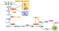 Figure 2:  The regulation of HKII and other glycolytic enzymes in ovarian cancer cells. 