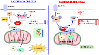 Figure 3:  Mitochondrial-HKII drives chemoresistance in OVCA. 