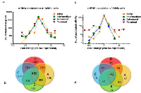 Figure 2: Overview of mRNA and miRNA modulation in ASML cells during rat liver coloniza tion. 