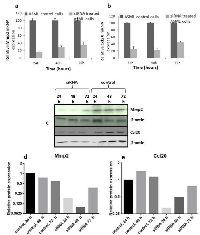 Figure 6:  Knockdown of Mmp2 and Ccl20 by specific siRNA oligomers. 