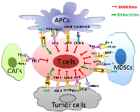 Figure 1: Tumor microenvironment and immune checkpoints. 