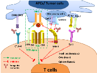 Figure 2:  LAG-3 signaling and the interplay with other immune checkpoints. 