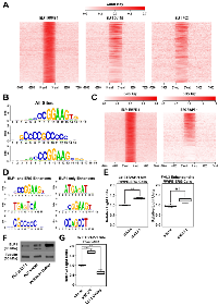 Figure 3: ELF1 can bind to two distinct sets of cis-regulatory sequences. 