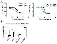 Figure 5:  ELF1 sensitizes prostate cells to chemotherapy. 