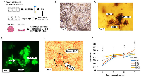 Figure 1: Pictorial representation of cell lines-derived 3D organoid. 