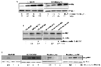 Figure 3:  Plk1 activation in response to sodium arsenite treatment. 