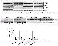 Figure 4:  Effects of chronic, low dose sodium arsenite treatment on mitotic regulators. 