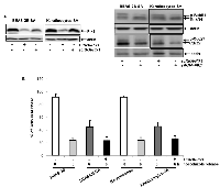 Figure 5:  Effect of Plk1 on perturbing mitotic restriction induced by chronic, low dose sodium arsenite treatment. 