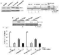 Figure 6:  Importance of Akt in transmitting the chronic, low dose sodium arsenite-mediated signaling. 