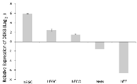 Figure 1: Expression of DDX3 in pluripotent and differentiated cell lines. 