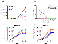 Figure 5:  Dose response of the DDX3 inhibitor RK-33 on undifferentiated and differentiated hESCs. 