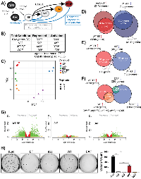 Figure 2:  Partial rescue of EWS/FLI global transcription by DAF is insufficient for transformation. 