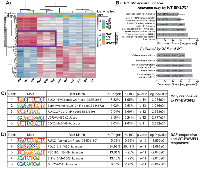 Figure 3:  DAF-rescued genes have a distinct function from those rescued only by WT-EF. 