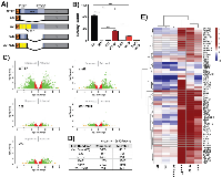 Figure 5:  mut9 shows transcriptional activity intermediate to DAF and WT-EF, and transforms cells. 