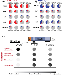 Figure 6:  Distinct features of EWS contribute to regulation at different direct EWS/FLI targets.  A, B. 